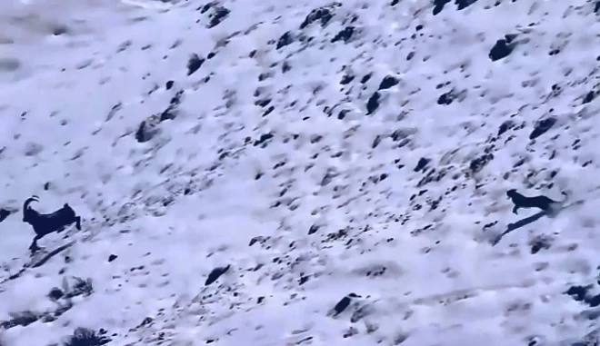 Απίστευτο βίντεο: Καταδίωξη αγριοκάτσικου από λεοπάρδαλη καταλήγει σε πτώση 120 μέτρων